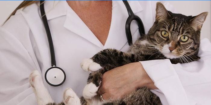 Doktor randevusunda bir kedi