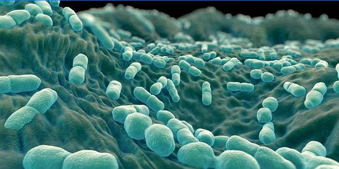 Listeria monocytogenes bakteri mikroskop altında