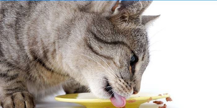 Kedi bir tabaktan yiyor