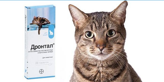 Kediler için tablet paketi Drontal