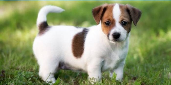 Jack Russell Terrier köpek yavrusu