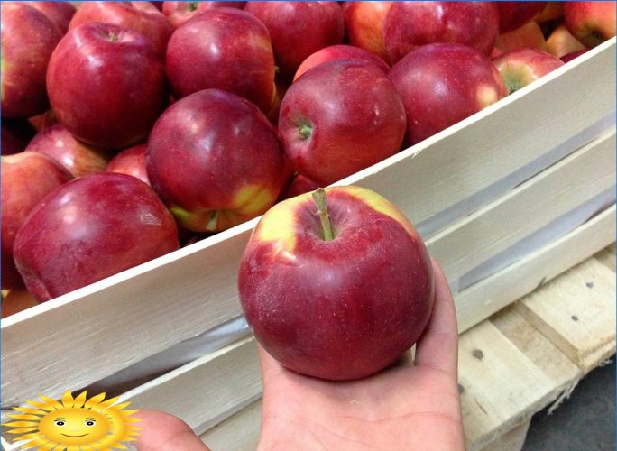 Elmalar farklıdır: popüler elma ağacı çeşitlerini anlıyoruz