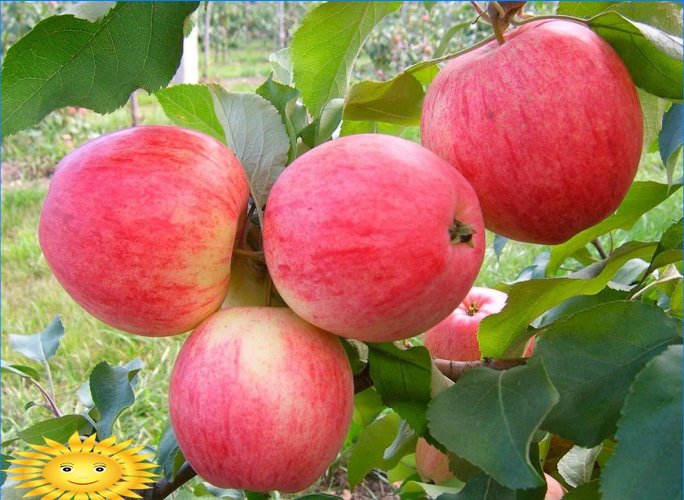 Elmalar farklıdır: popüler elma ağacı çeşitlerini anlıyoruz