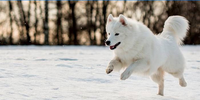 Samoyed Beğen