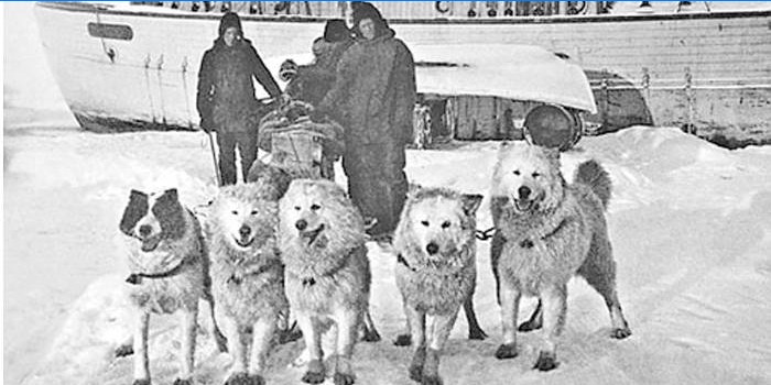 Amundsen'in Kuzey Kutbu Seferi