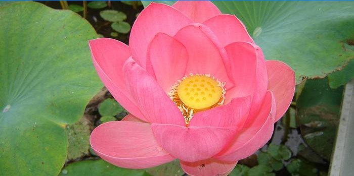 Havuzda nutty lotus çiçek