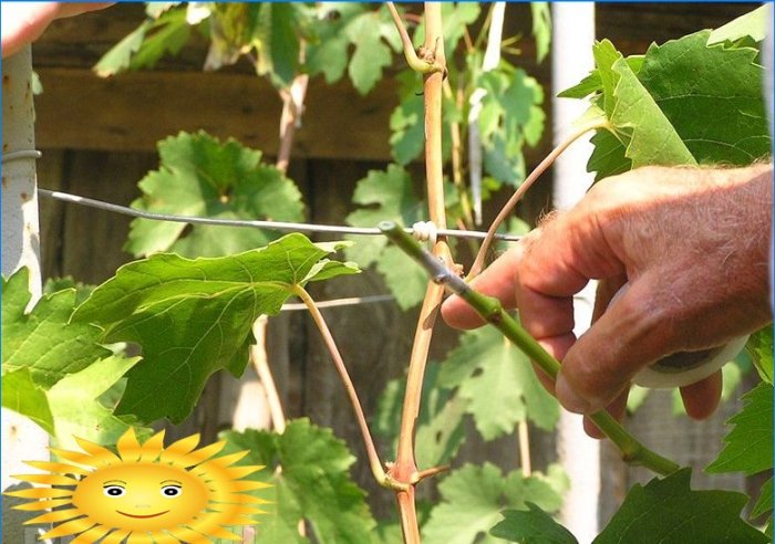 Akıllı üzüm bağı: temellerin temelleri