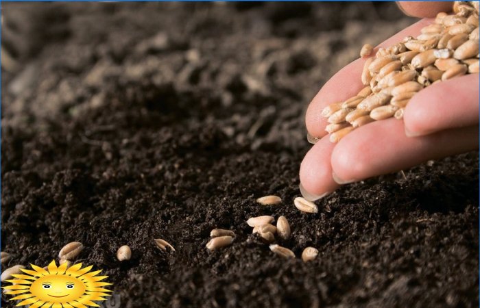 Tohumlar filizlenmedi - olası başarısızlık nedenleri
